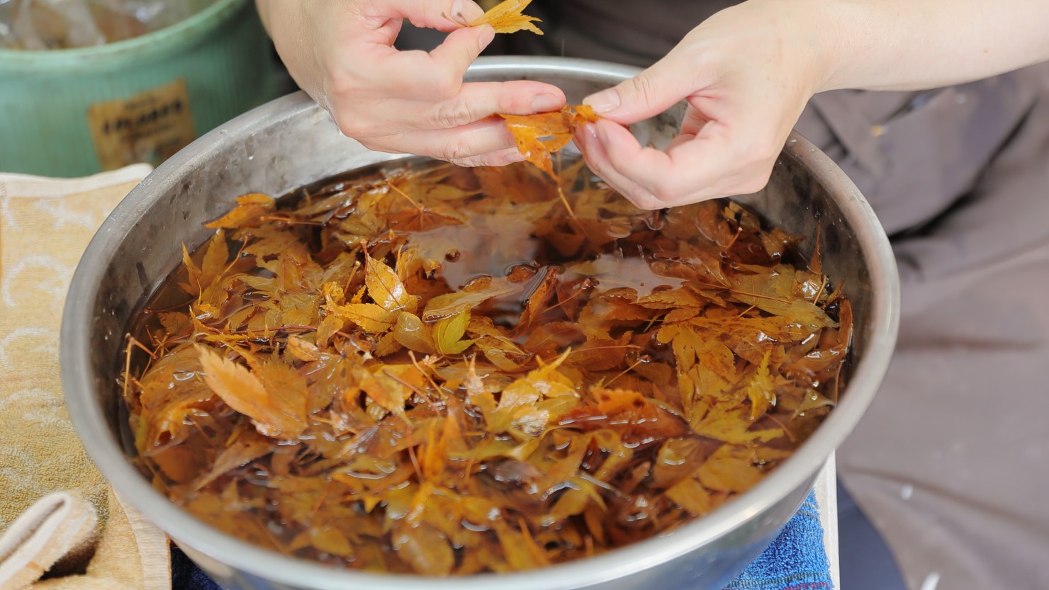 一枚ずつ形を見ながら、紅葉を選別する様子