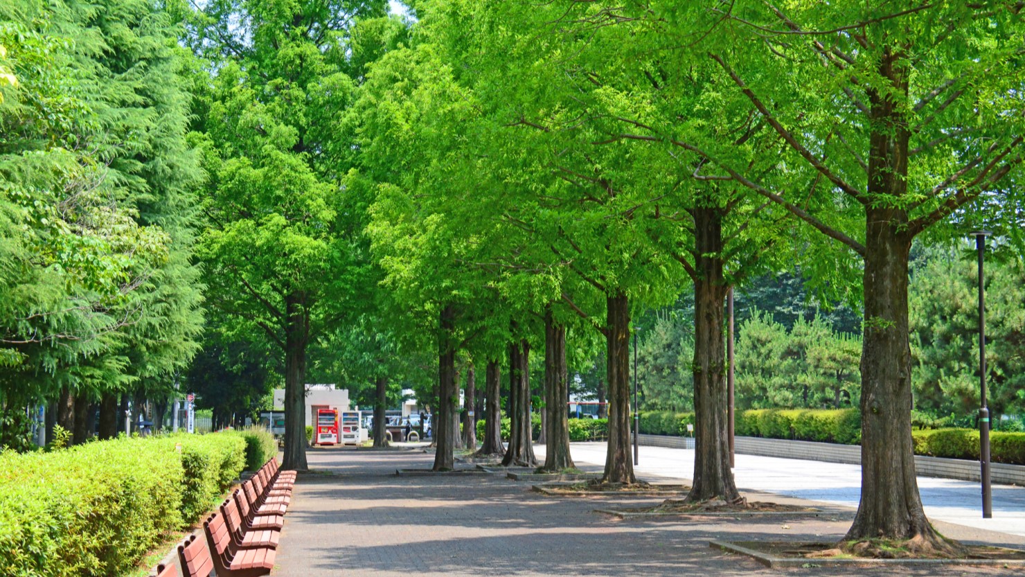 埼玉県朝霧市 朝霧中央公園