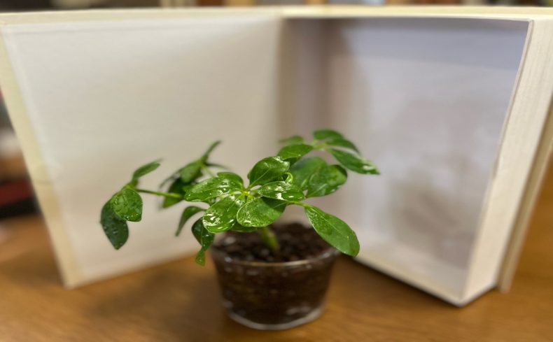 “カポック（シェフレラ）”の育て方。観葉植物マニアの私が体験談とともに紹介