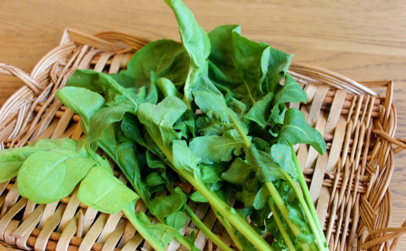 “ルッコラ”をプランター栽培してみよう！家庭菜園歴5年の私が育て方のコツや体験談を紹介