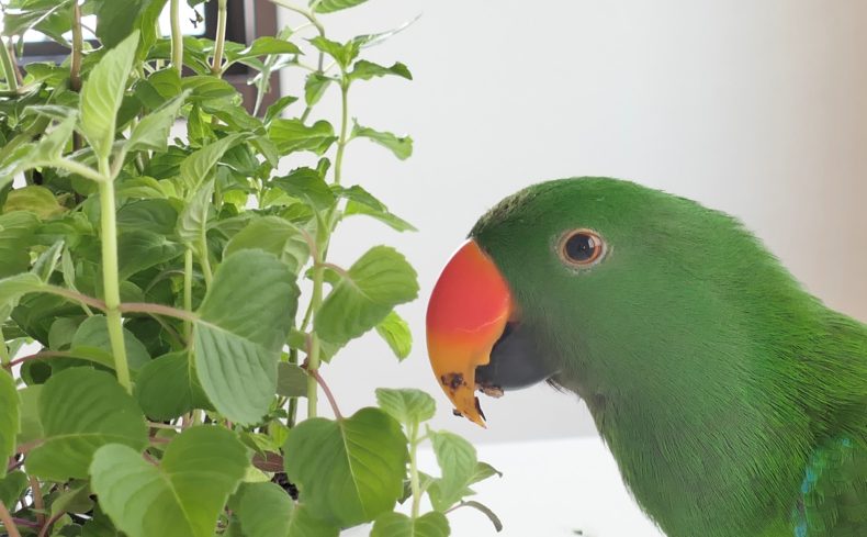 “ミント”を家庭菜園で育ててみよう！育て方・活用方法・注意点などまとめ