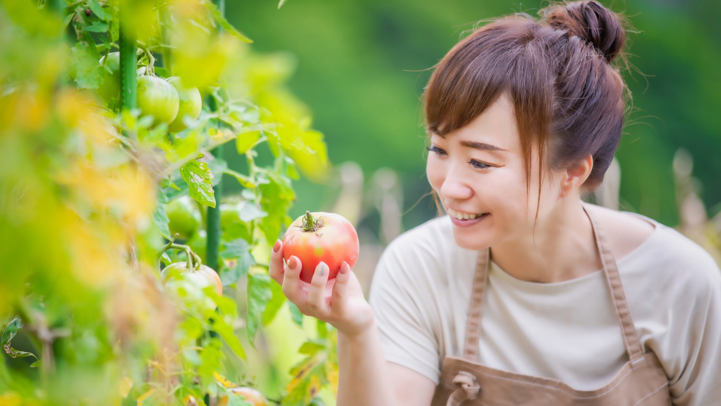 トマトを栽培している女性
