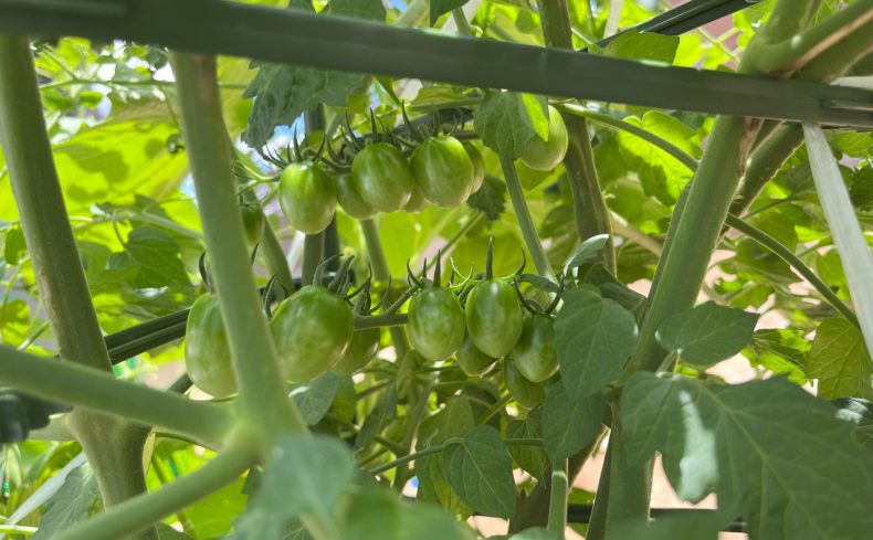 家庭菜園で「ミニトマト」を育てよう！自宅で簡単に栽培できる方法を紹介