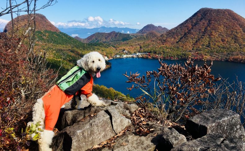 犬連れ登山の魅力と注意点を解説