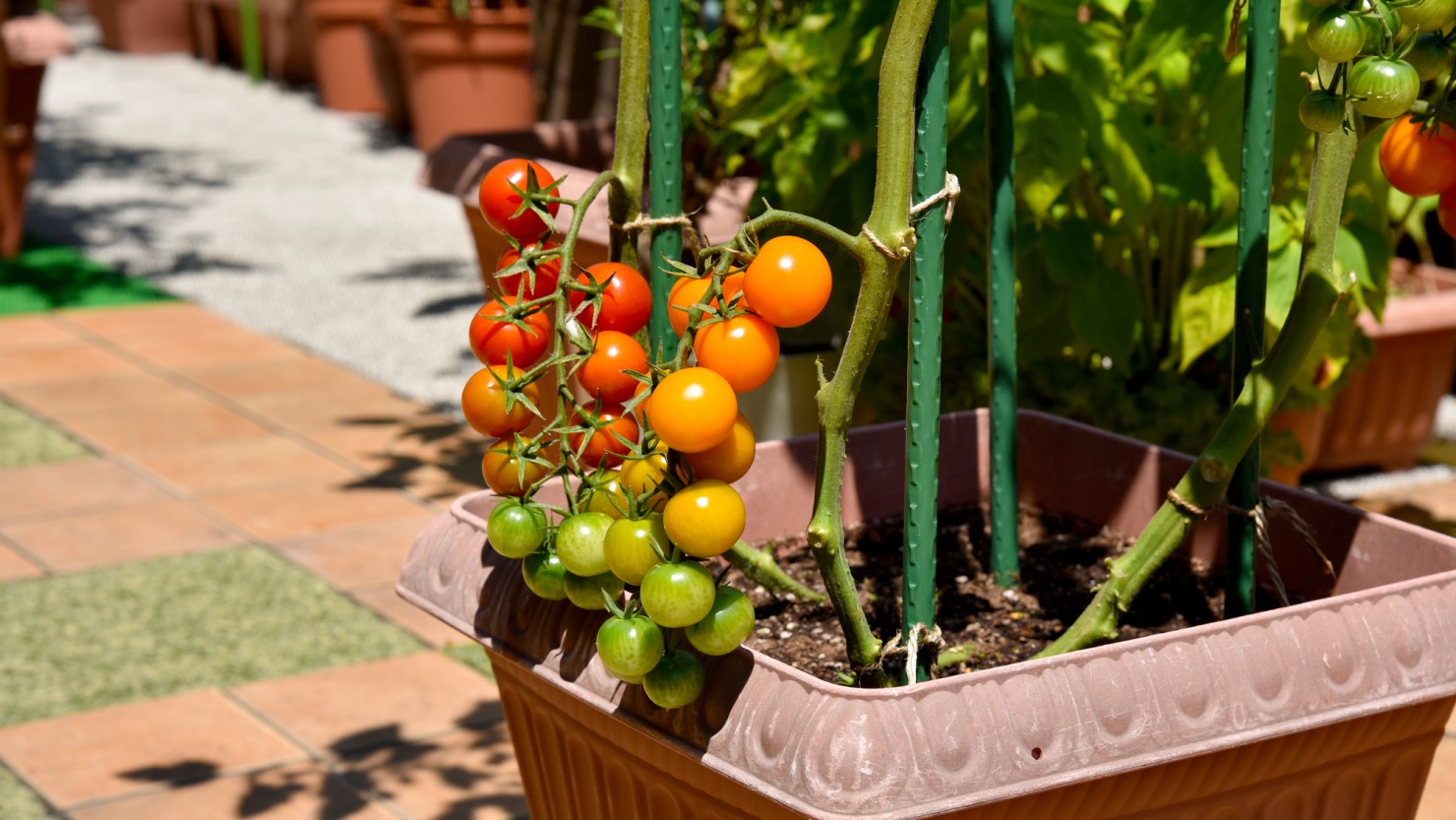 ルーフバルコニーの家庭菜園