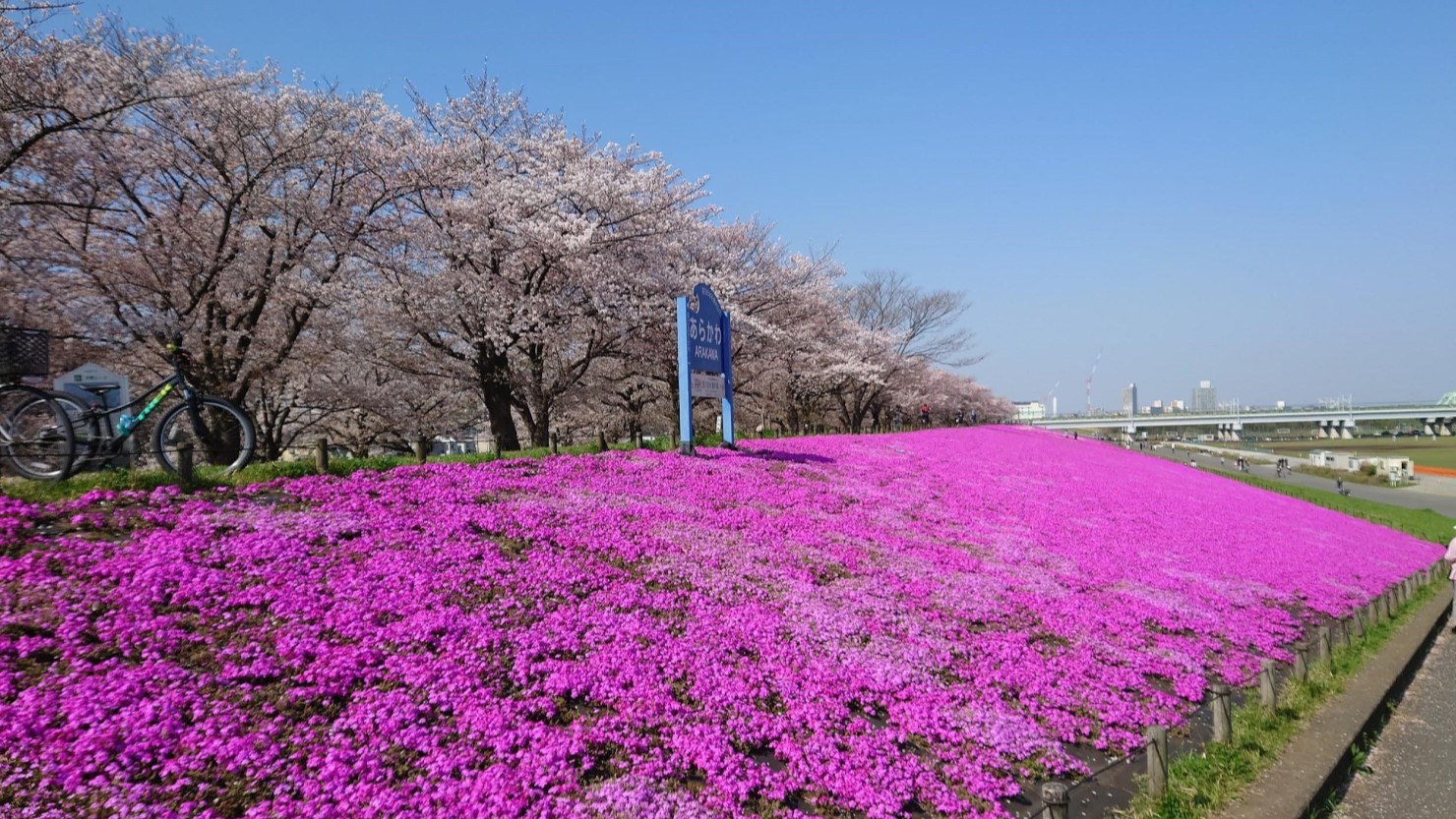 ソメイヨシノと芝桜が咲く赤羽桜提緑地
