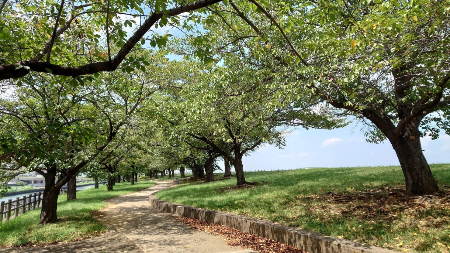 赤羽桜堤緑地の並木道