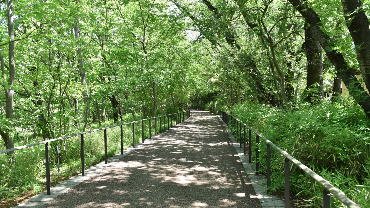 赤羽自然観察公園のとんぼ池