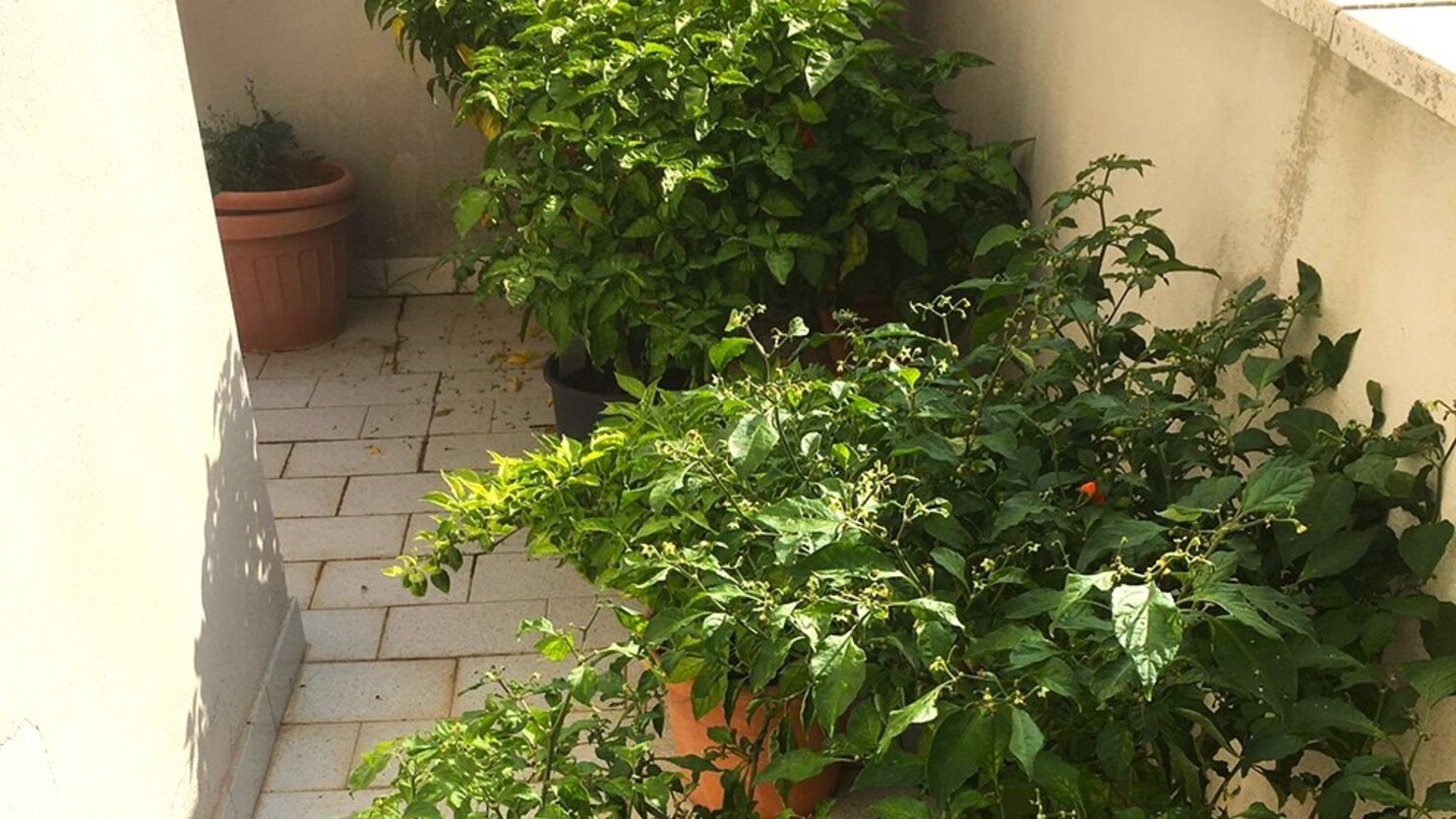 コロナ禍ではベランダを活用して家庭菜園を楽しむ人が一気に増えた　© Attico