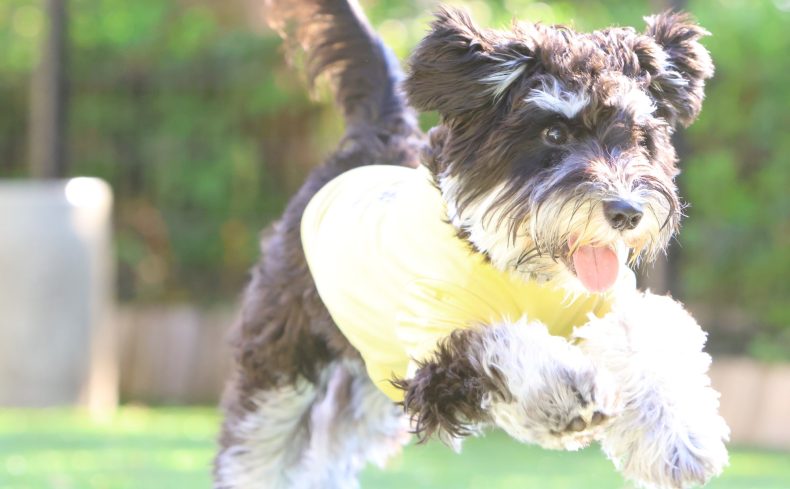 ミニチュアシュナウザーの魅力と飼い方。子犬との幸せな共同生活を始めるためには？