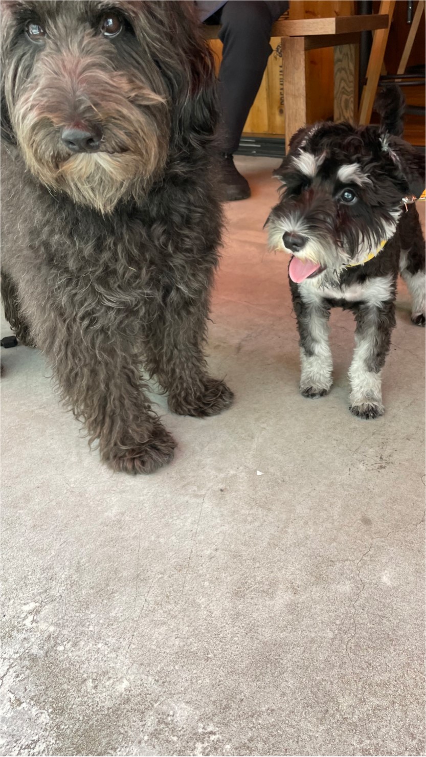 ミニチュアシュナウザーの魅力と飼い方。子犬との幸せな共同生活を