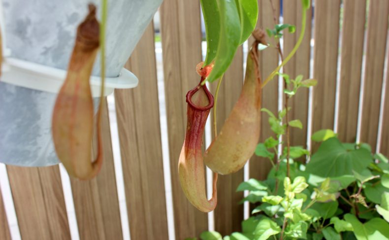 「ウツボカズラ（ネペンテス）」のある暮らしを楽しもう！魅力や育て方のポイントを紹介