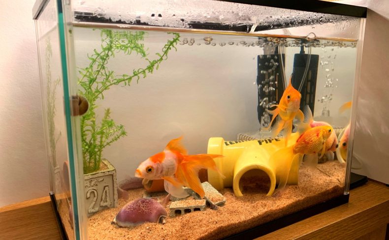 お祭りの金魚を長生きさせるコツ！育て始めて3年の私が上手な飼い方を紹介