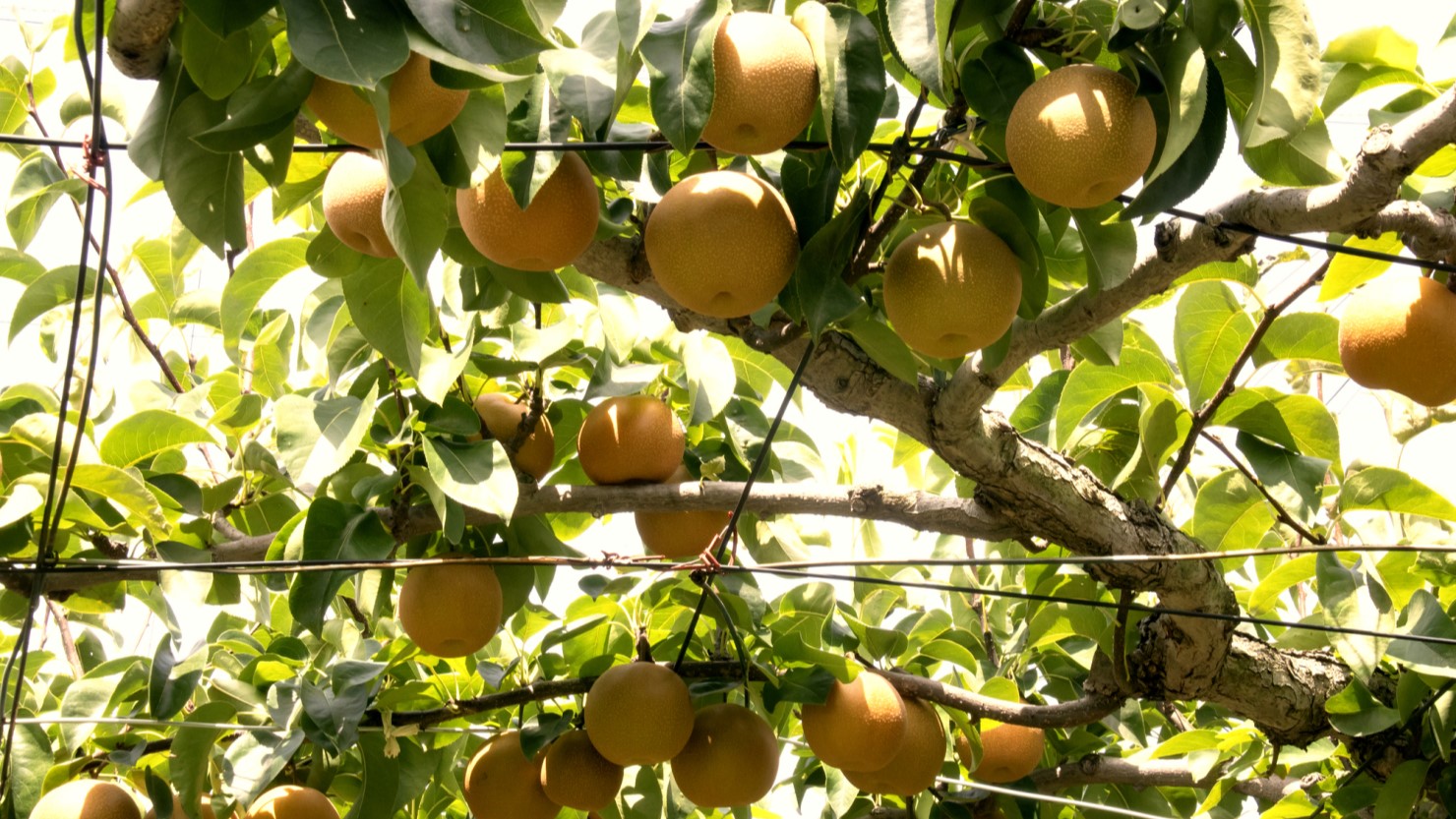 千葉県白井の梨畑