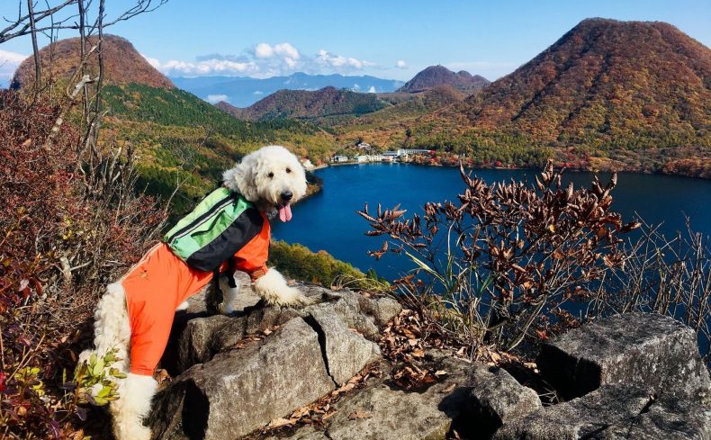 榛名山（群馬県）に登ろう！ ～第2回 犬と週末登山の体験記～