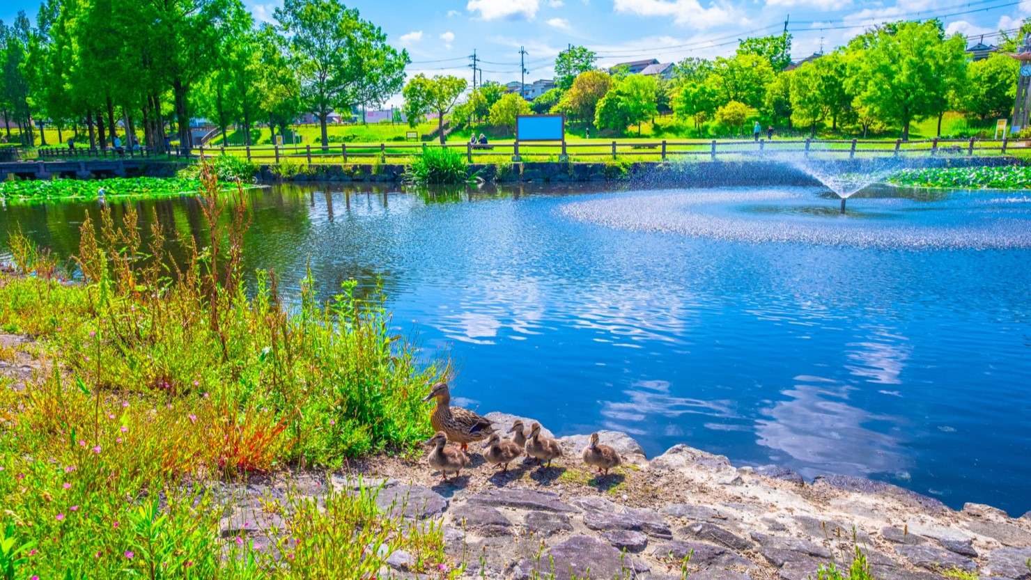 打上川水緑地公園