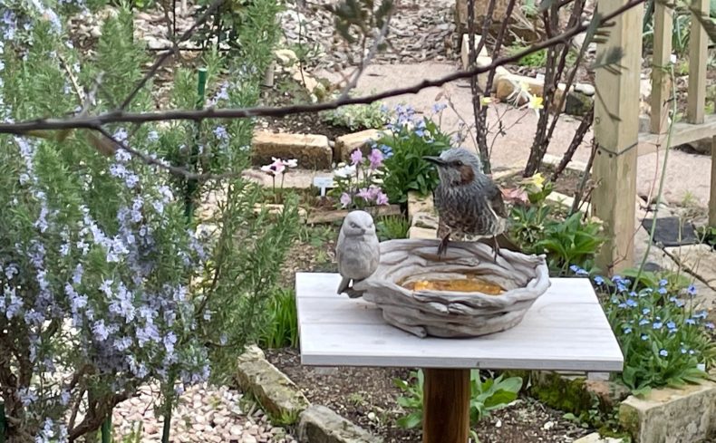 「バードウォッチングって何が楽しいの？」その魅力と楽しみ方を紹介