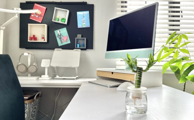 “ミリオンバンブー”は愛着が湧く植物。実体験をもとに育て方のコツを紹介