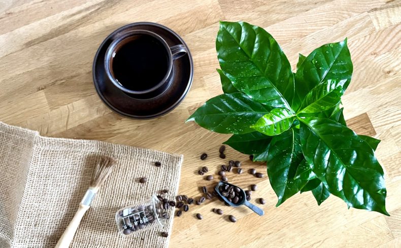コーヒー好きにおすすめしたい”コーヒーの木”の育て方と飾り方を紹介