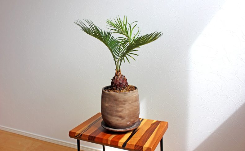 “ソテツ”は初めての観葉植物におすすめ！育て方やポイント、魅力を紹介