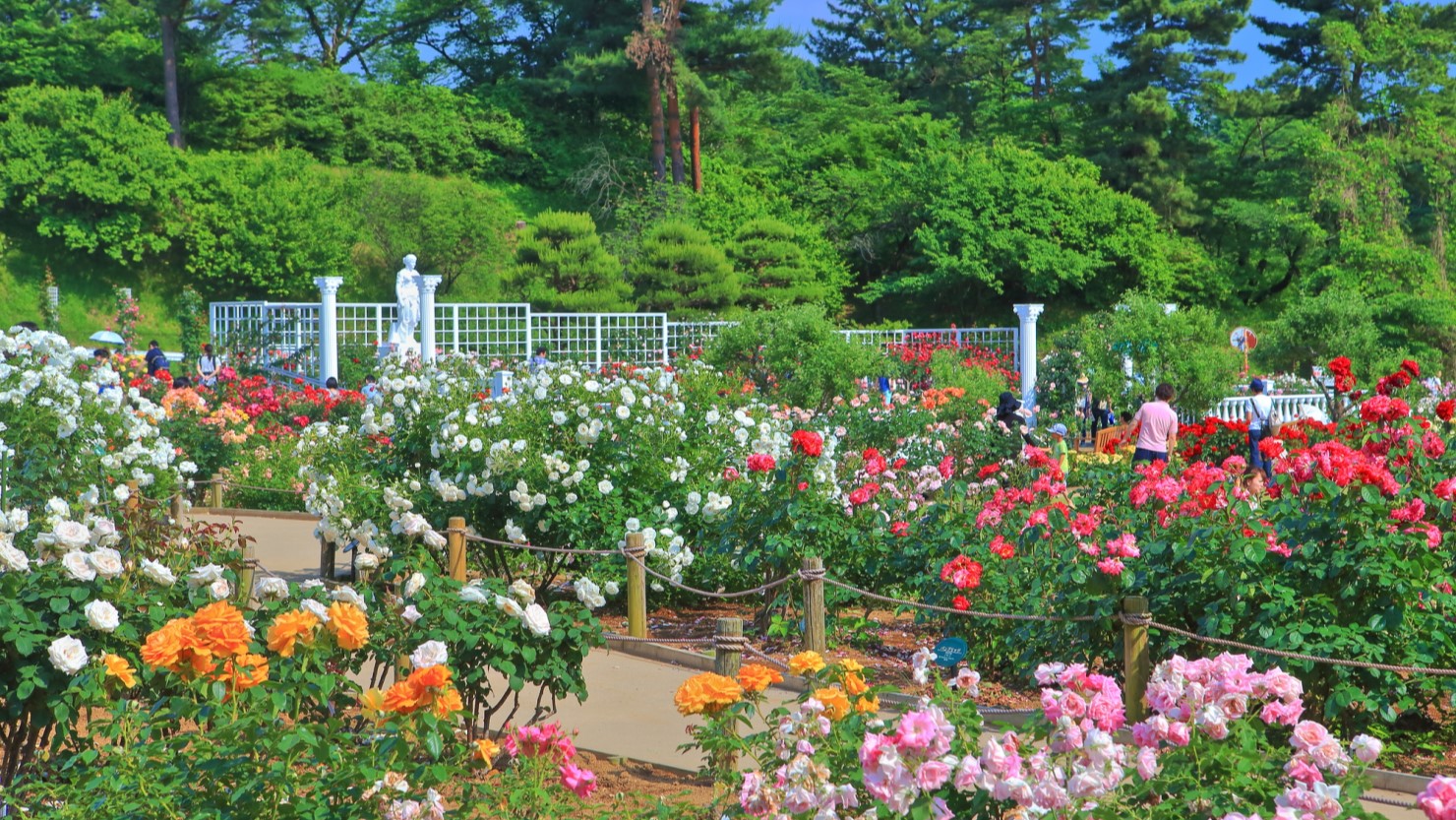 生田緑地 ばら苑