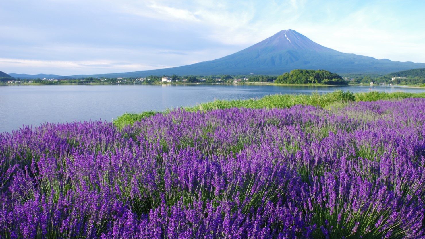 初夏のラベンダーと秋のコキアの紅葉シーズンがおすすめ