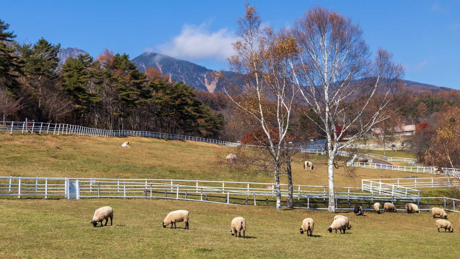 柵の中に入ってヒツジやヤギと触れ合える