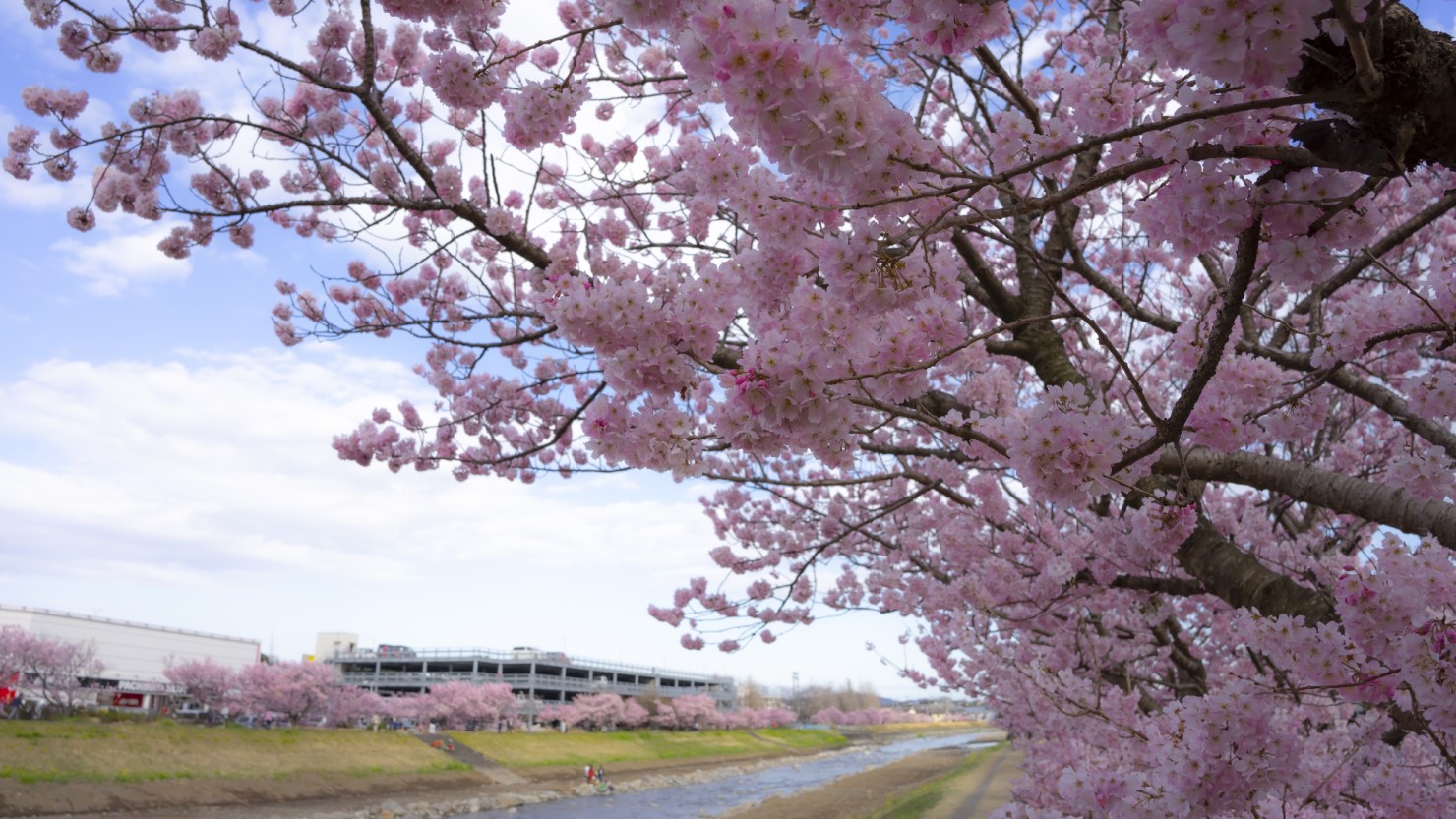 春めき桜など、四季を彩る花が魅力のひとつ