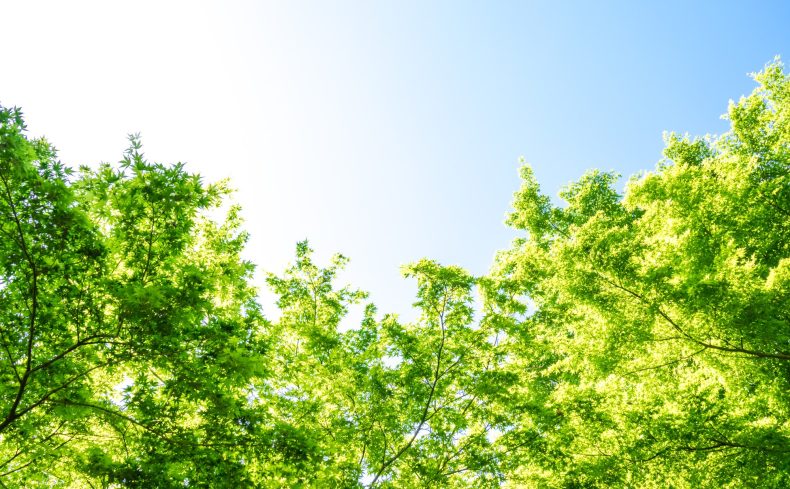 千葉県の森林浴おすすめスポット”5選”！リフレッシュの即効性を体感しよう