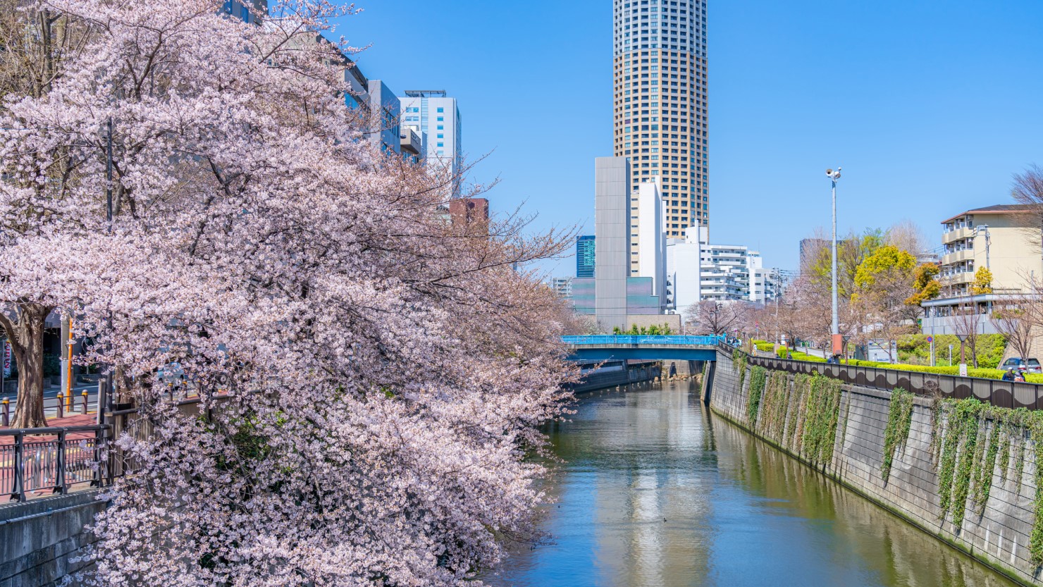 目黒川沿いの桜並木