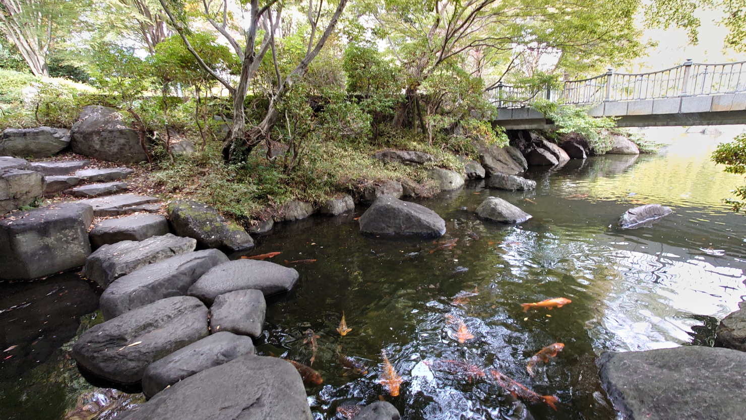 飛び石と鯉