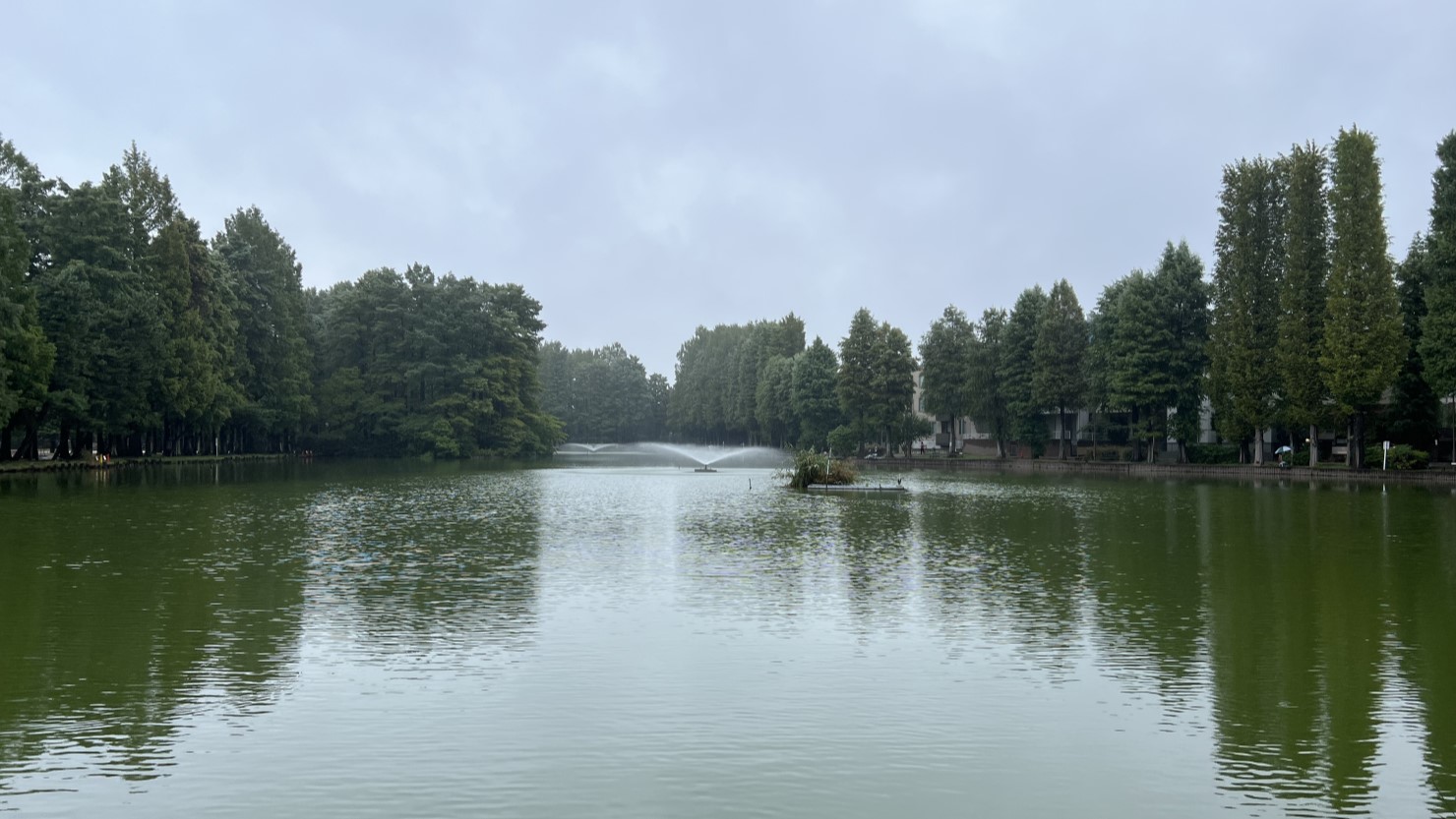 背の低い楕円形の木がメタセコイア、長方形のような木がラクウショウ