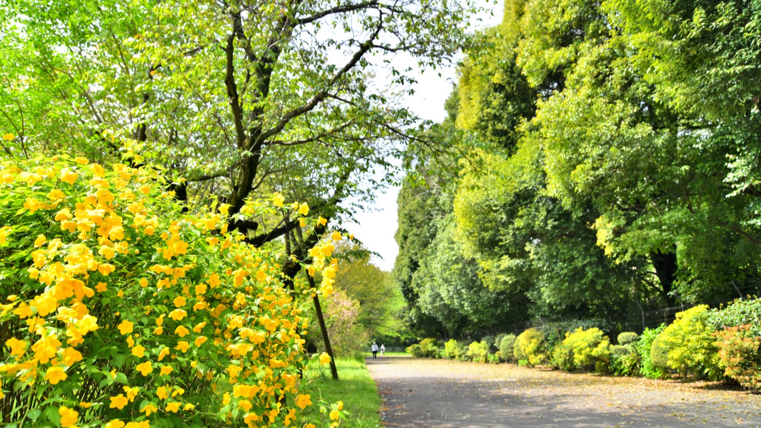 都立 小山内裏公園／尾根緑道