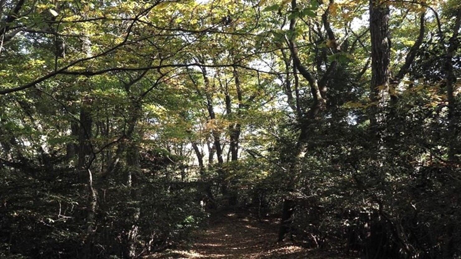 大自然溢れるあきる野のハイキングコース　© 岸はつみ