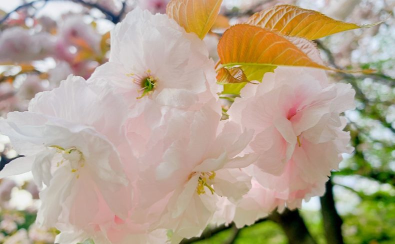 埼玉県さいたま市「大宮区」の住みやすさは？元住人がエリアごとの特徴と魅力を紹介