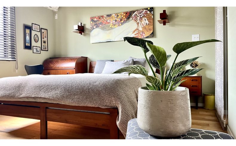 お部屋を格上げする“フィロデンドロン・バーキン”。おしゃれ植物の育て方を紹介