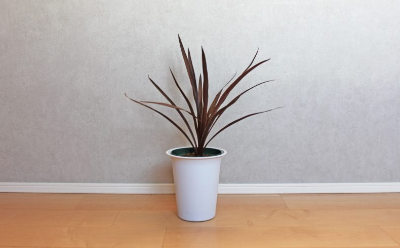 観葉植物”コルジリネ・レッドスター”を住まいのアクセントに！育て方のコツや魅力を紹介