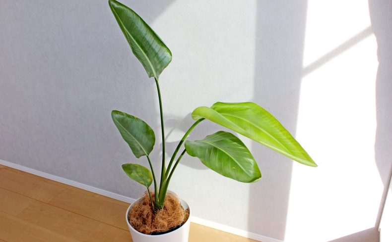 華やかな観葉植物”オーガスタ”の育て方。大きくなりすぎたときの対処法も紹介