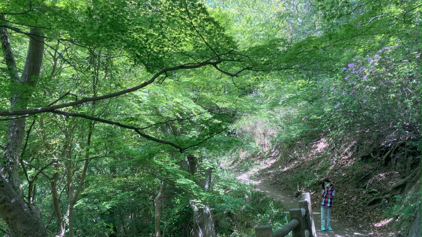 自然を満喫できる再度山