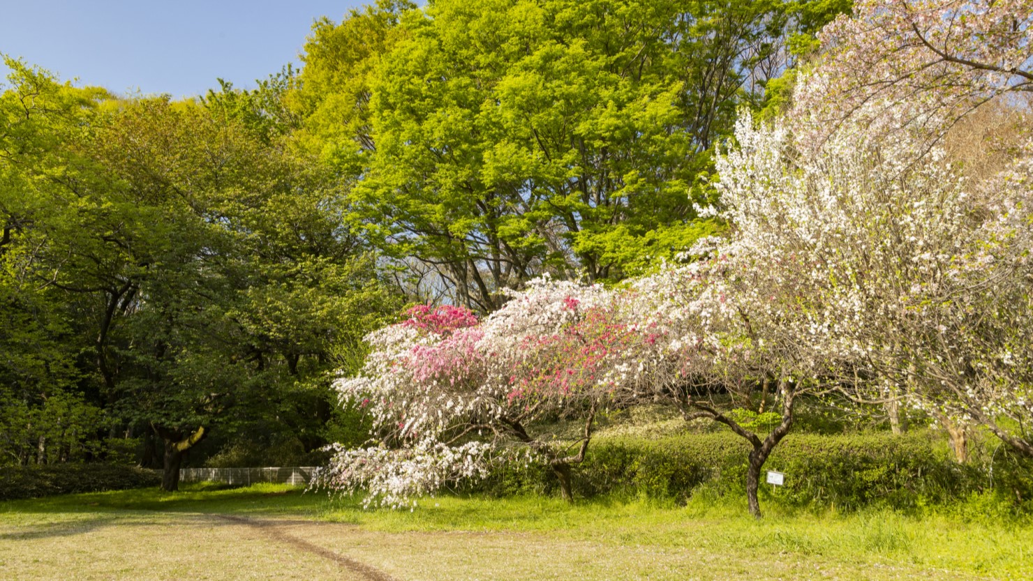 桜や桃の花咲く砧公園