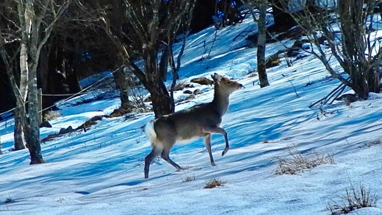 突然、鹿の群れが現れる