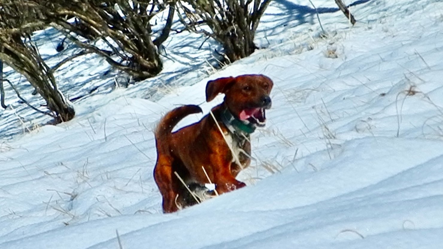 泰楽を無視して仕事に打ち込む猟犬