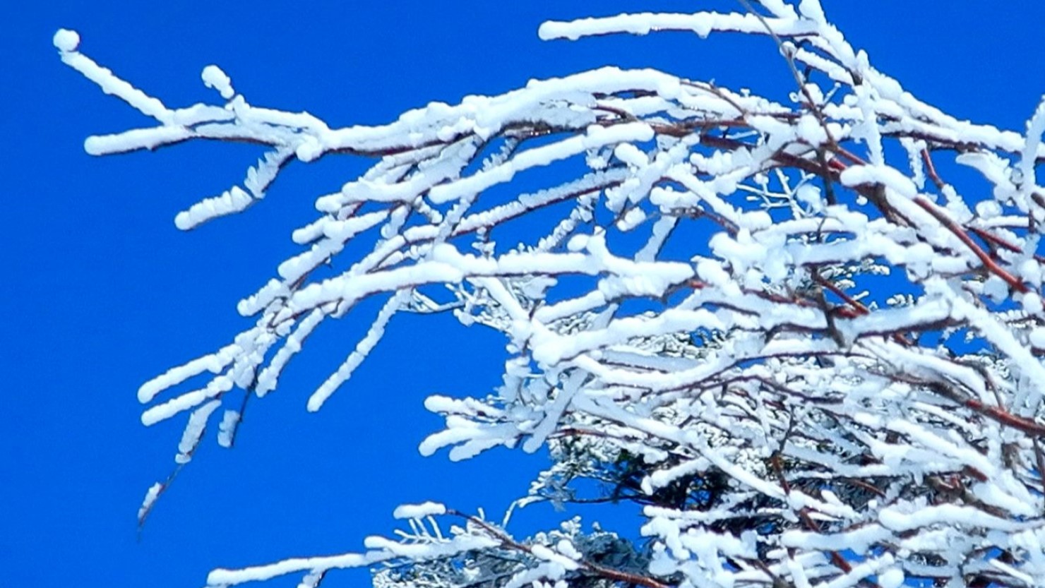 周囲の木々はすべて霧氷に包まれていました