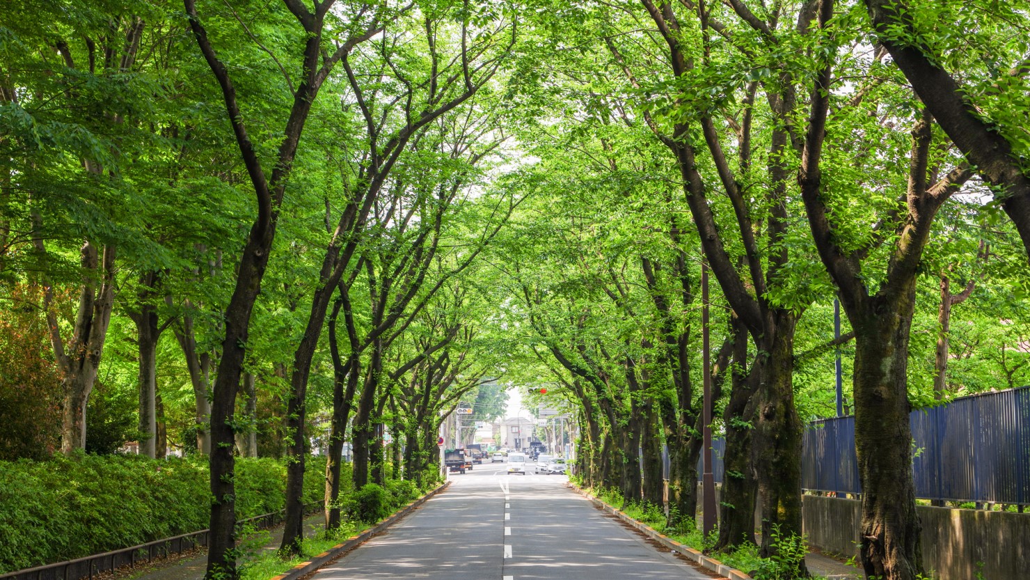 大泉中央公園横の桜並木