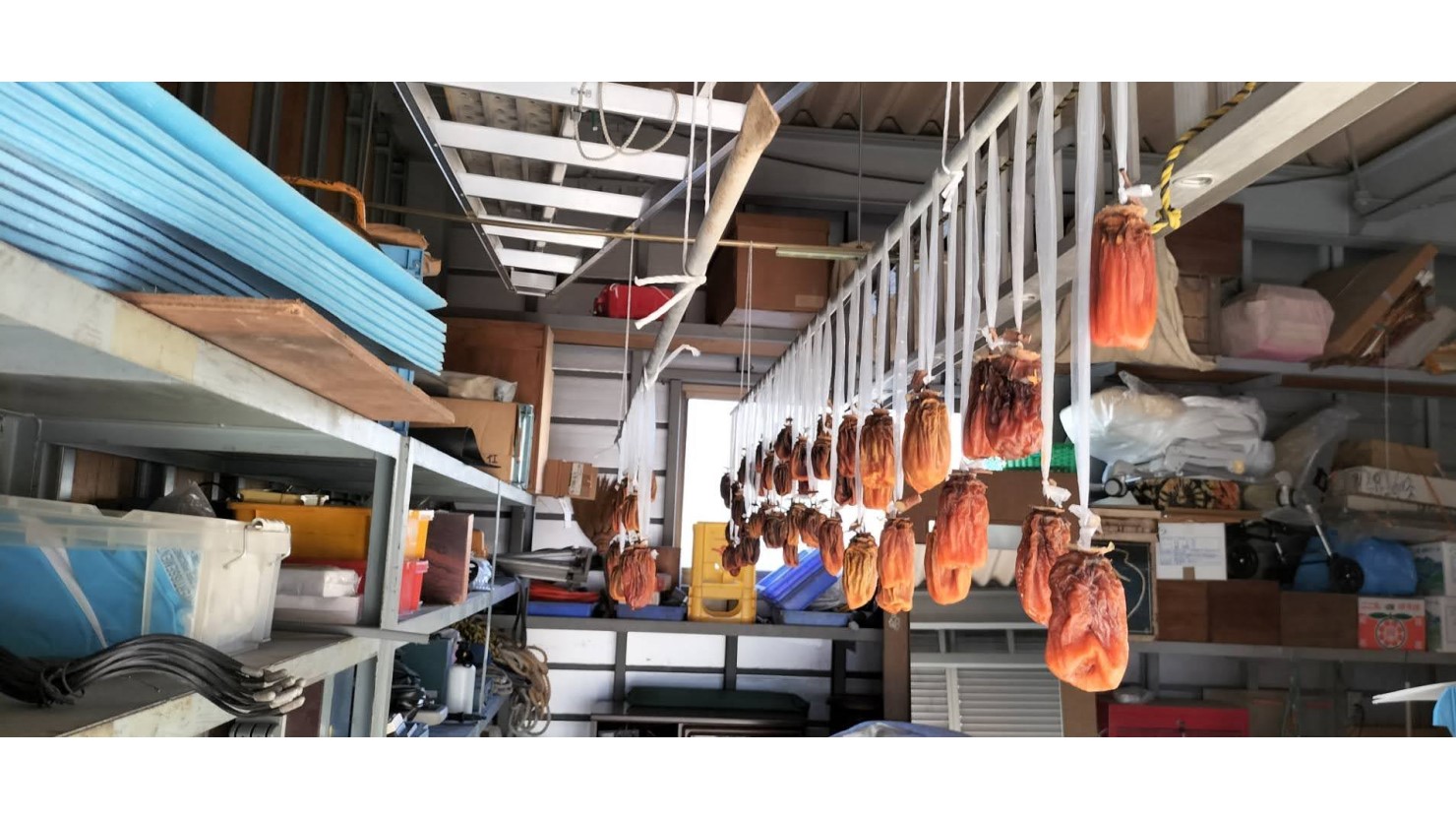 柿を干している様子