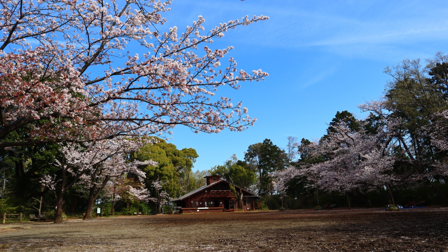 綱島公園の桜