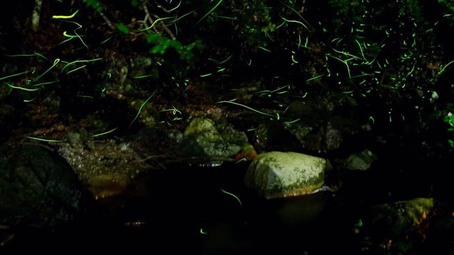 Kさんお気に入りの蛍スポット。Photo:Takuma Uematsu