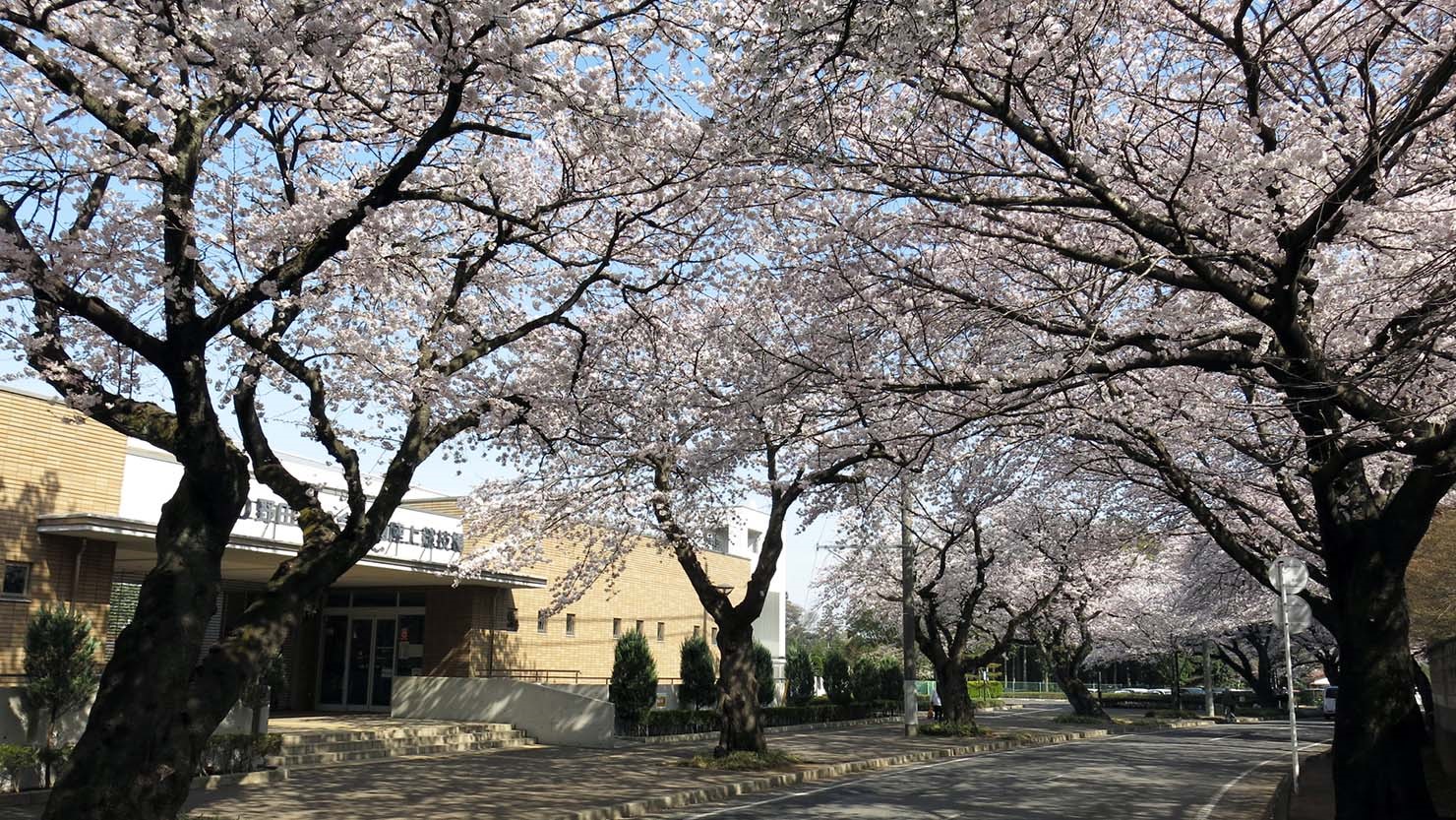 野田市総合公園と清水公園の間を通る桜並木