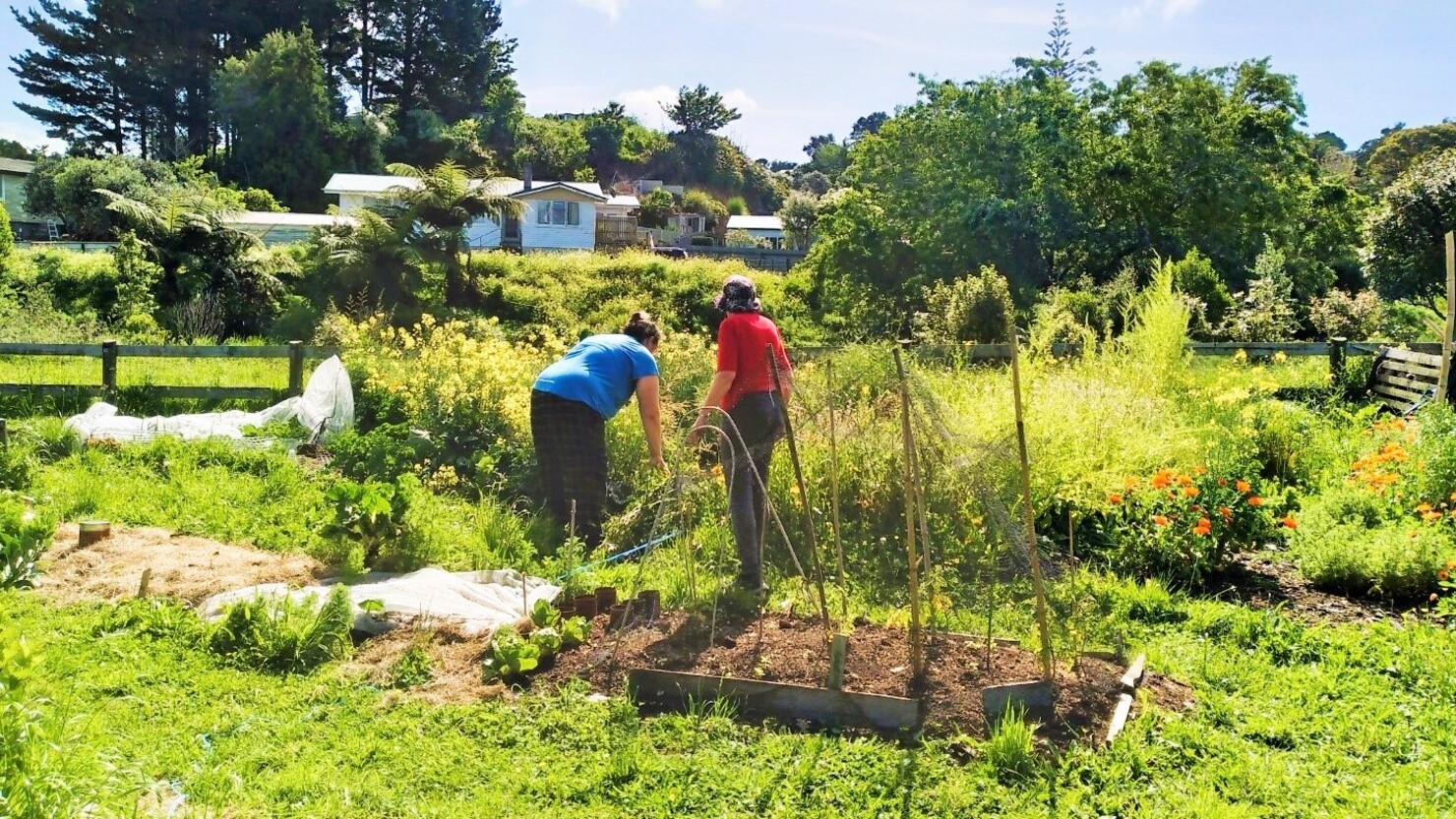 マーフェル・コミュニティガーデンでは、2週間に1度農作業が行われる    © Mari Sato-Clothier