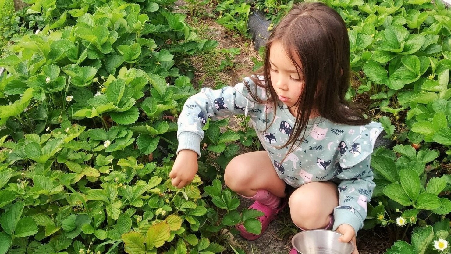 今日はどのイチゴを採ろうかな？　　　© Mari Sato-Clothier